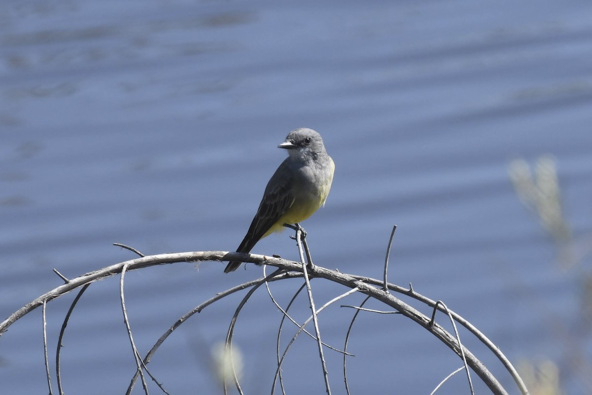 krattkongetyrann - ML644474944