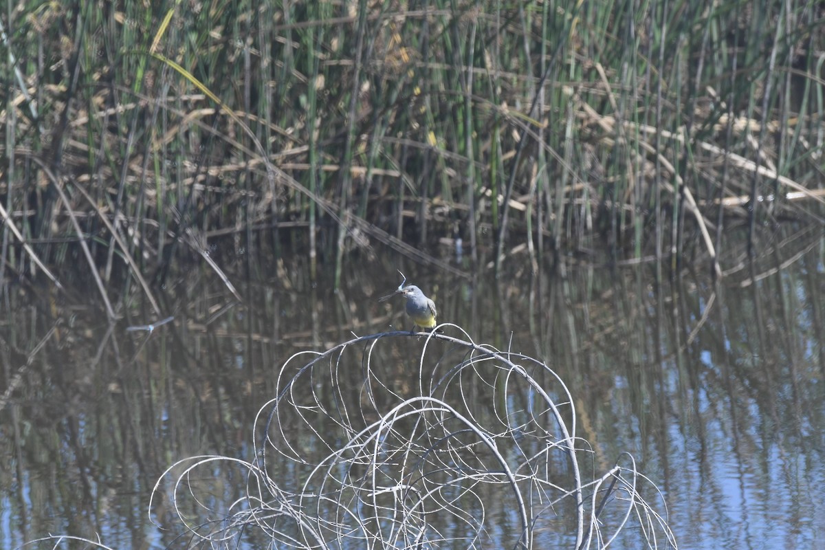 krattkongetyrann - ML644474945