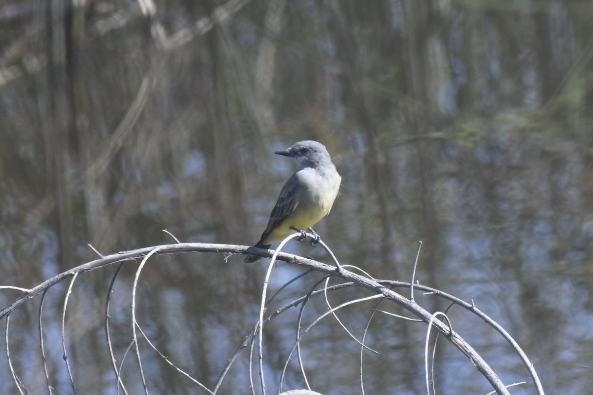 krattkongetyrann - ML644474946