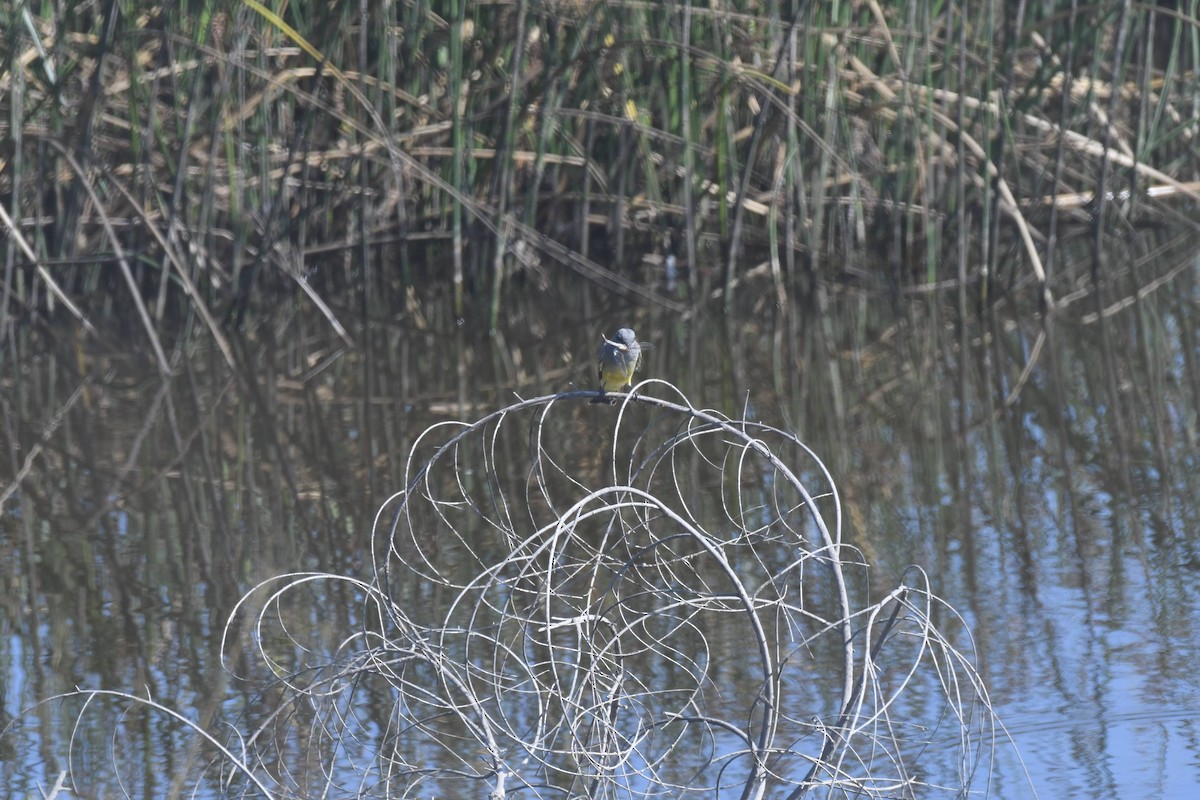 krattkongetyrann - ML644474947