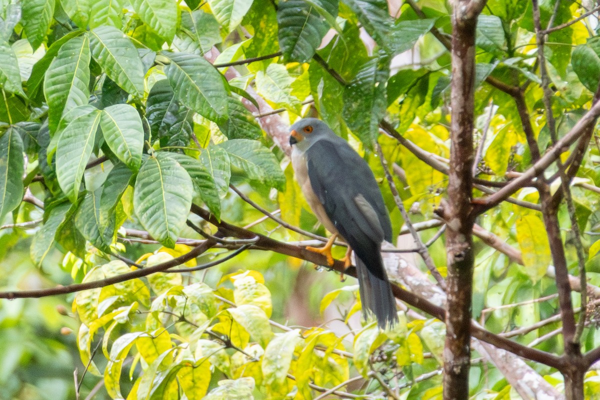 Variable Goshawk - ML644474952