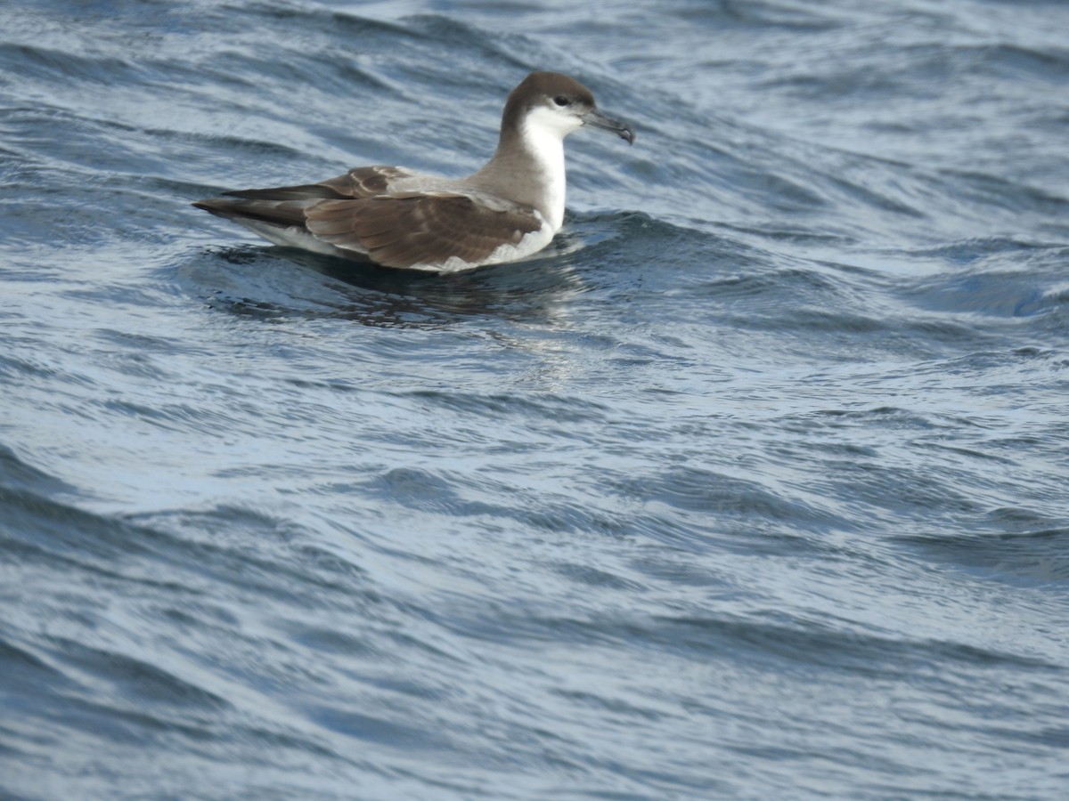 Буллеров буревестник - ML644474953