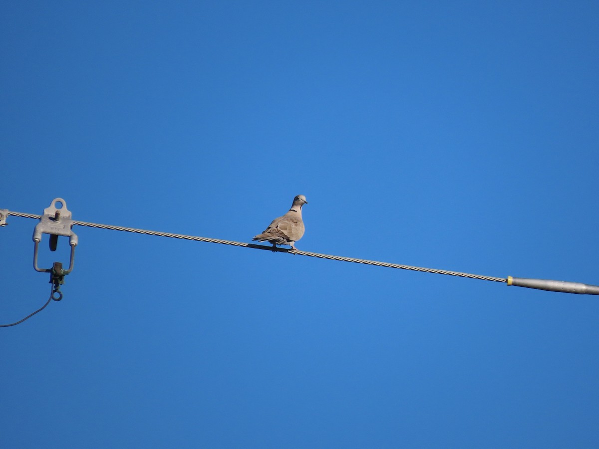 hrdlička zahradní - ML644474958