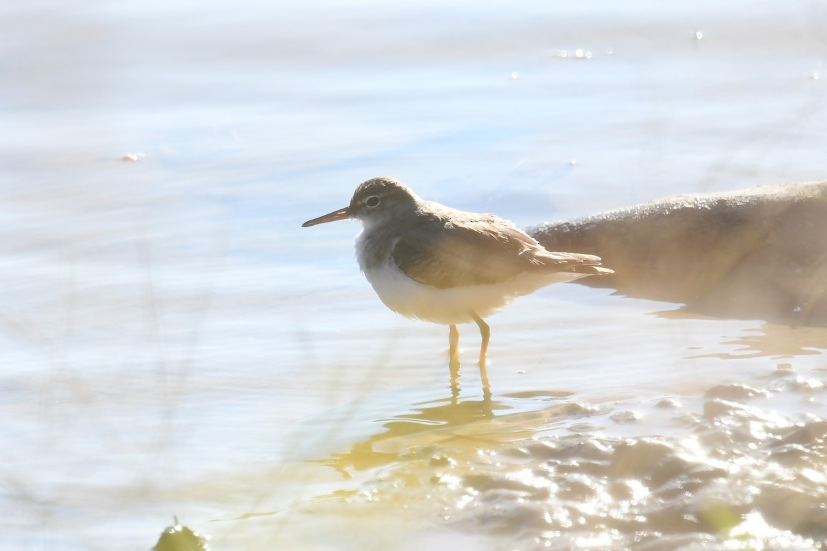 Spotted Sandpiper - ML644474960