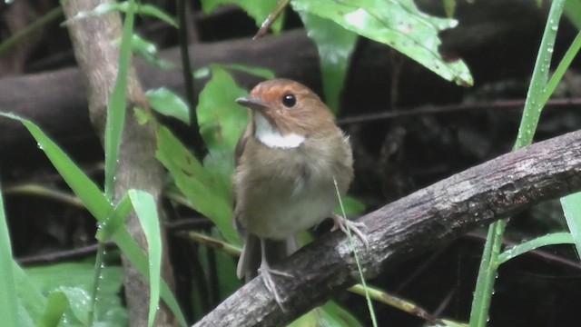 Rufous-browed Flycatcher - ML644474962