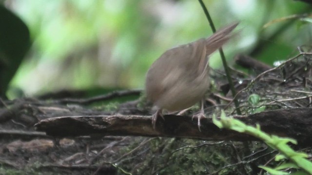 Buff-breasted Babbler - ML644474964