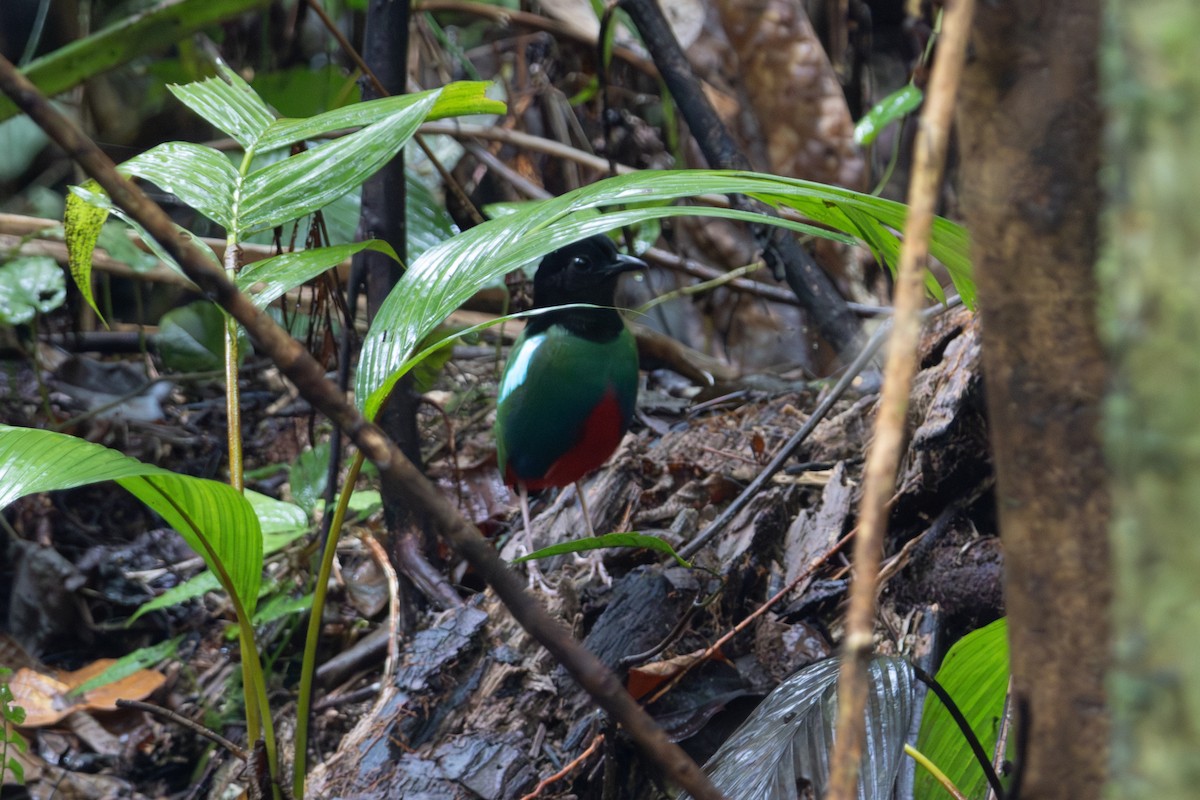 blåflankepitta - ML644474965