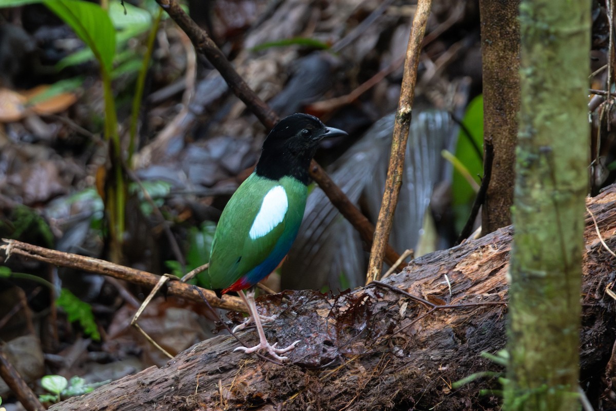 blåflankepitta - ML644474966