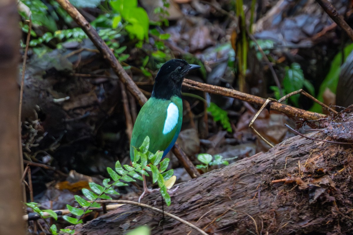 blåflankepitta - ML644474967