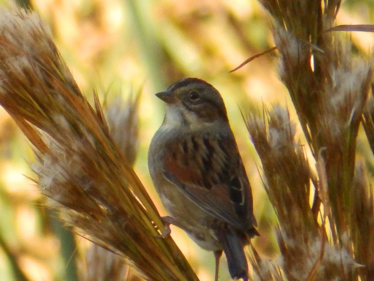 Swamp Sparrow - ML644474968