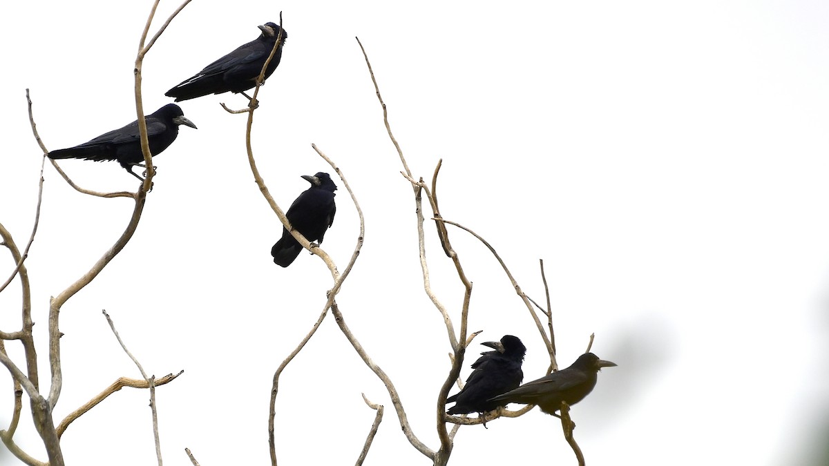 Грач - ML644474970