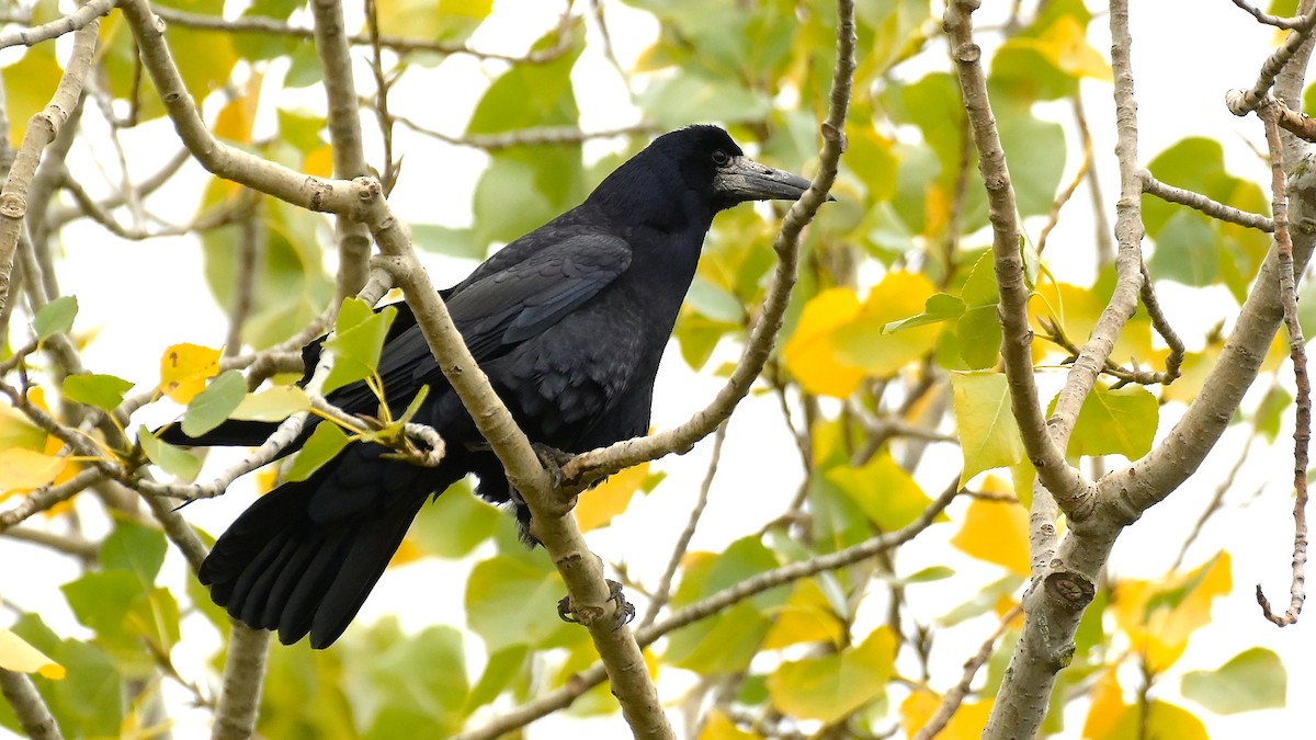 Грач - ML644474971