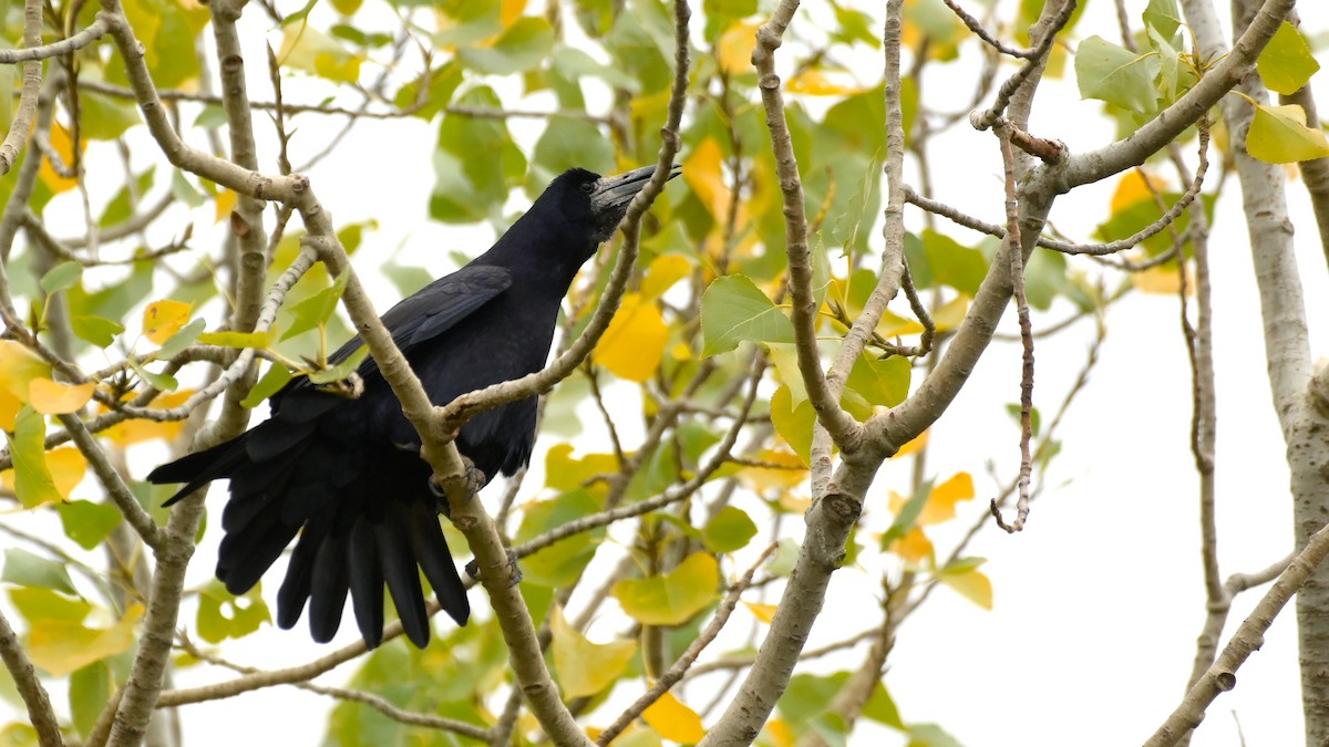 Грач - ML644474972