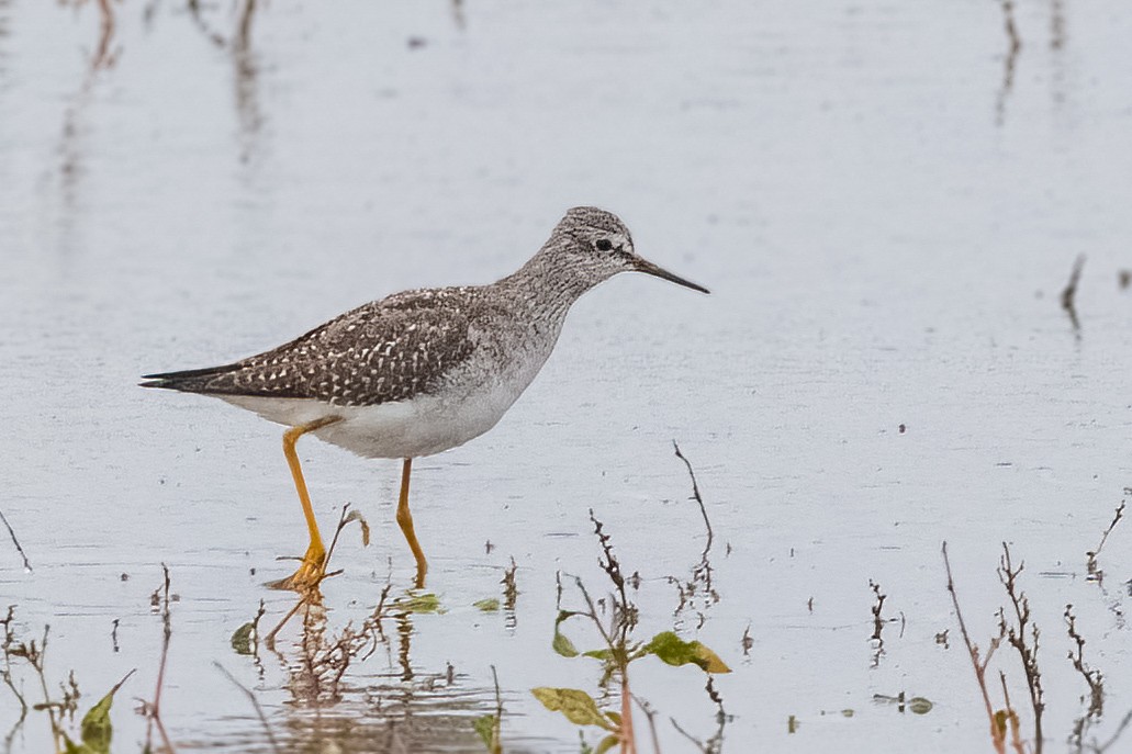Lesser Yellowlegs - ML644474973