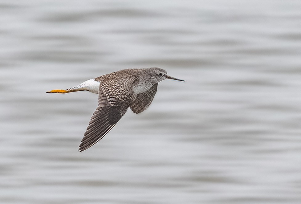 Lesser Yellowlegs - ML644474974