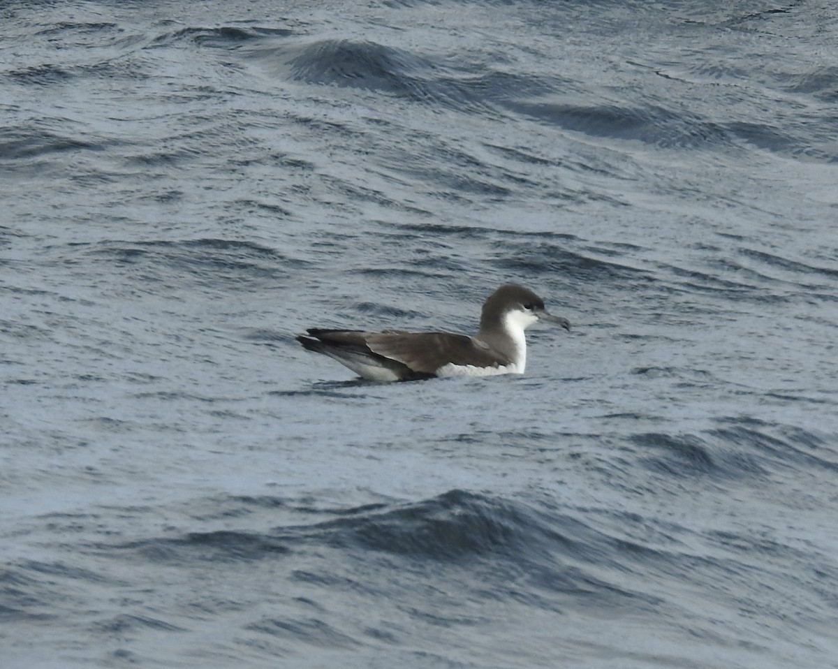 Буллеров буревестник - ML644474978