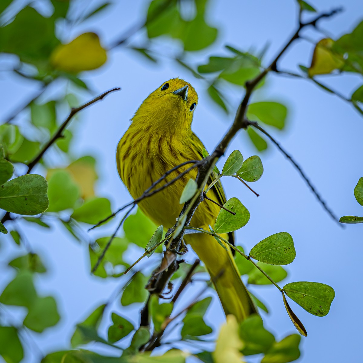 Northern/Mangrove Yellow Warbler - ML644474979