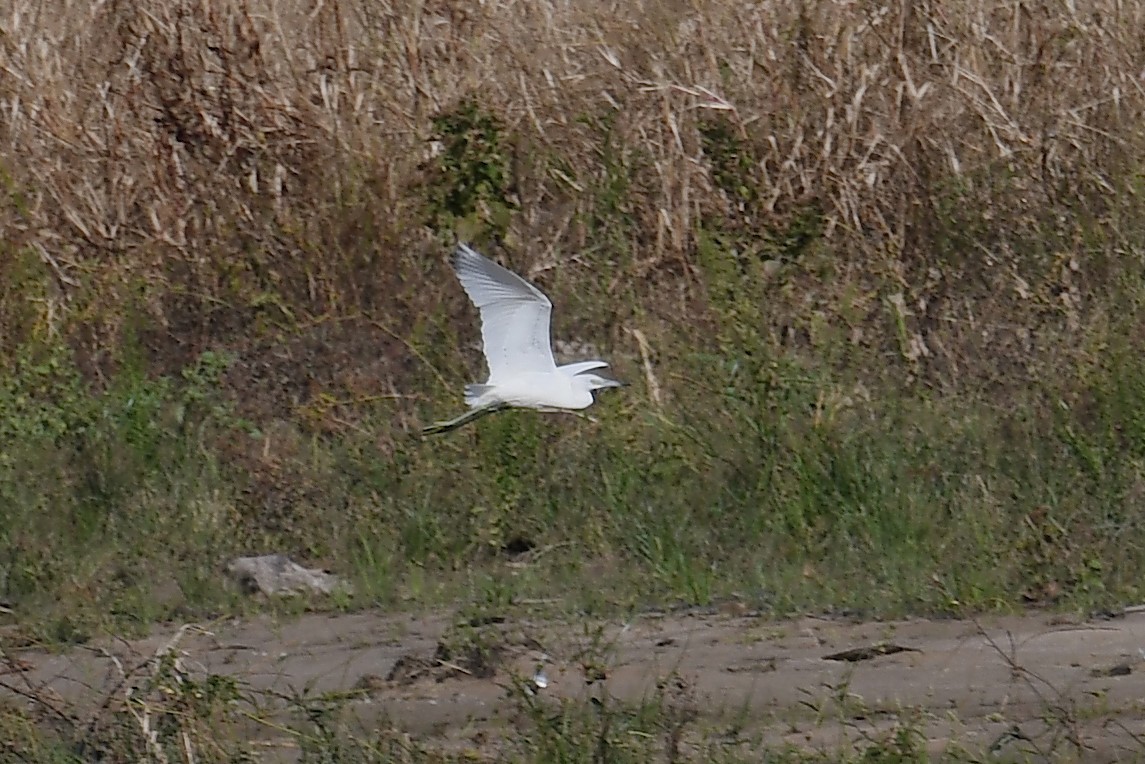 Little Blue Heron - ML644474987