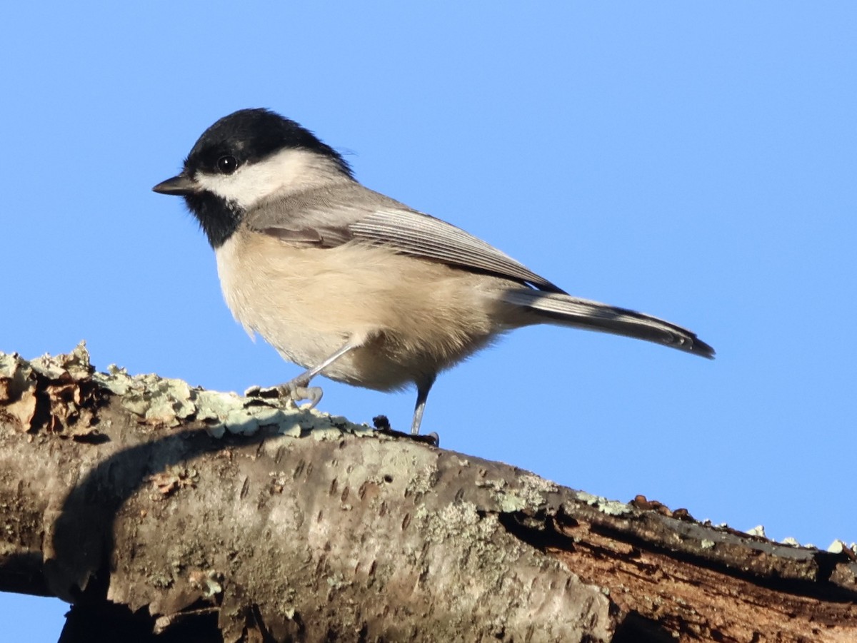 Carolina Chickadee - ML644474989