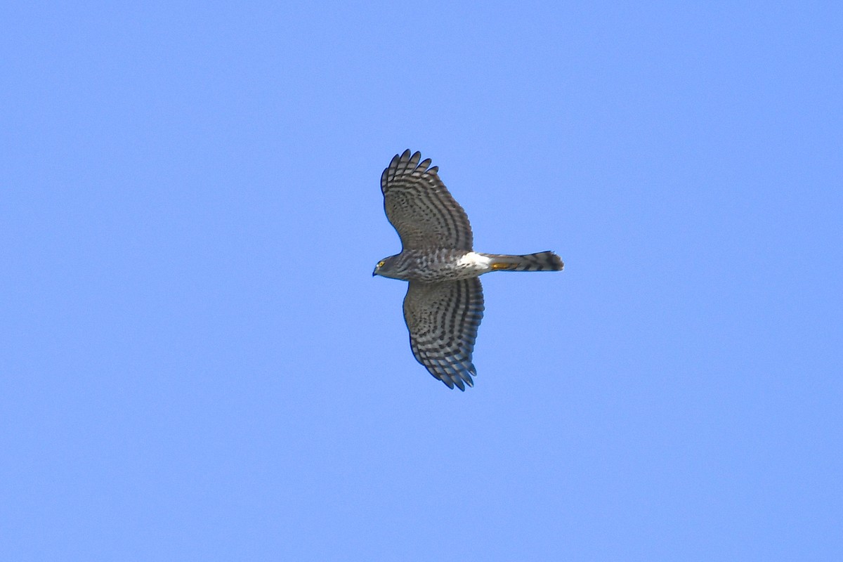 Sharp-shinned Hawk - ML644474999
