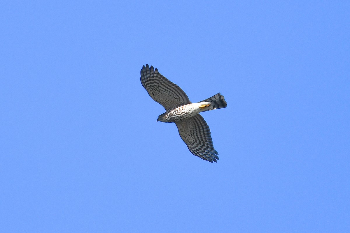Sharp-shinned Hawk - ML644475001