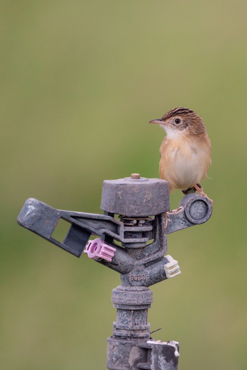 Zitting Cisticola - ML644475003