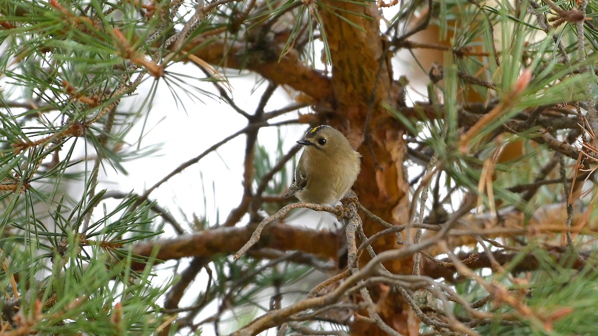 Желтоголовый королёк - ML644475004