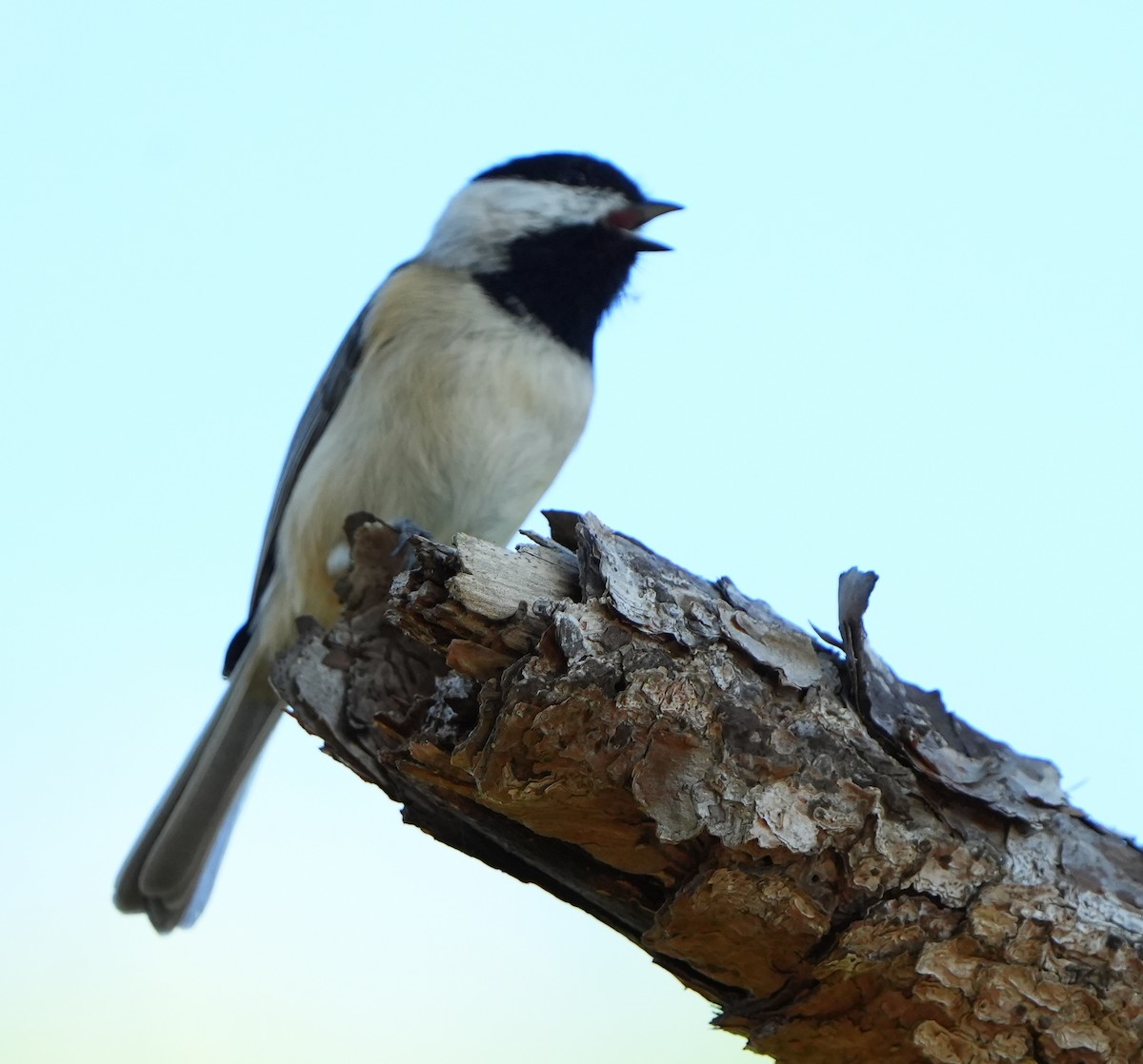 Carolina Chickadee - ML644475013