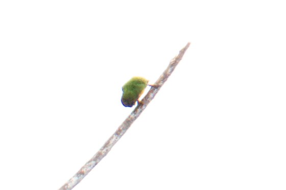 Geelvink Pygmy-Parrot - ML644475014