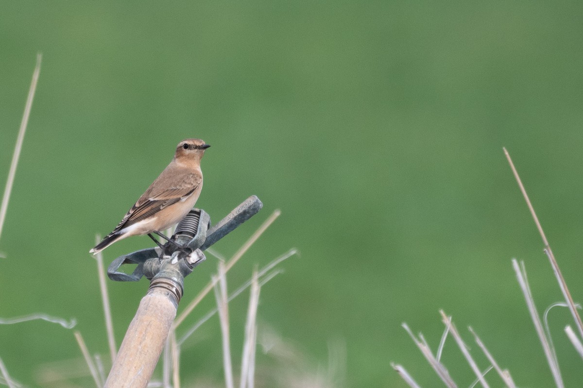 Northern Wheatear - ML644475016
