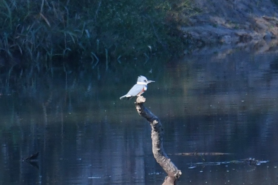 Belted Kingfisher - ML644475017