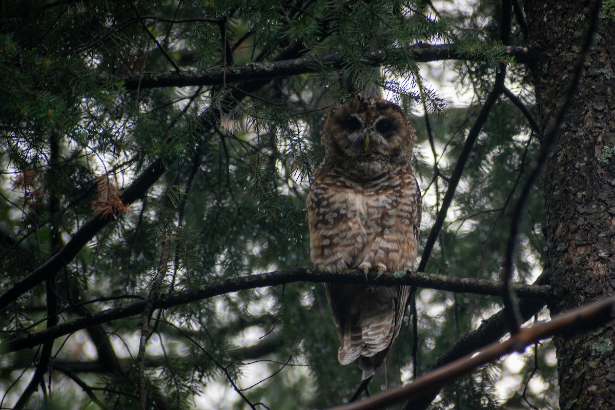 Chouette tachetée (lucida) - ML644475023