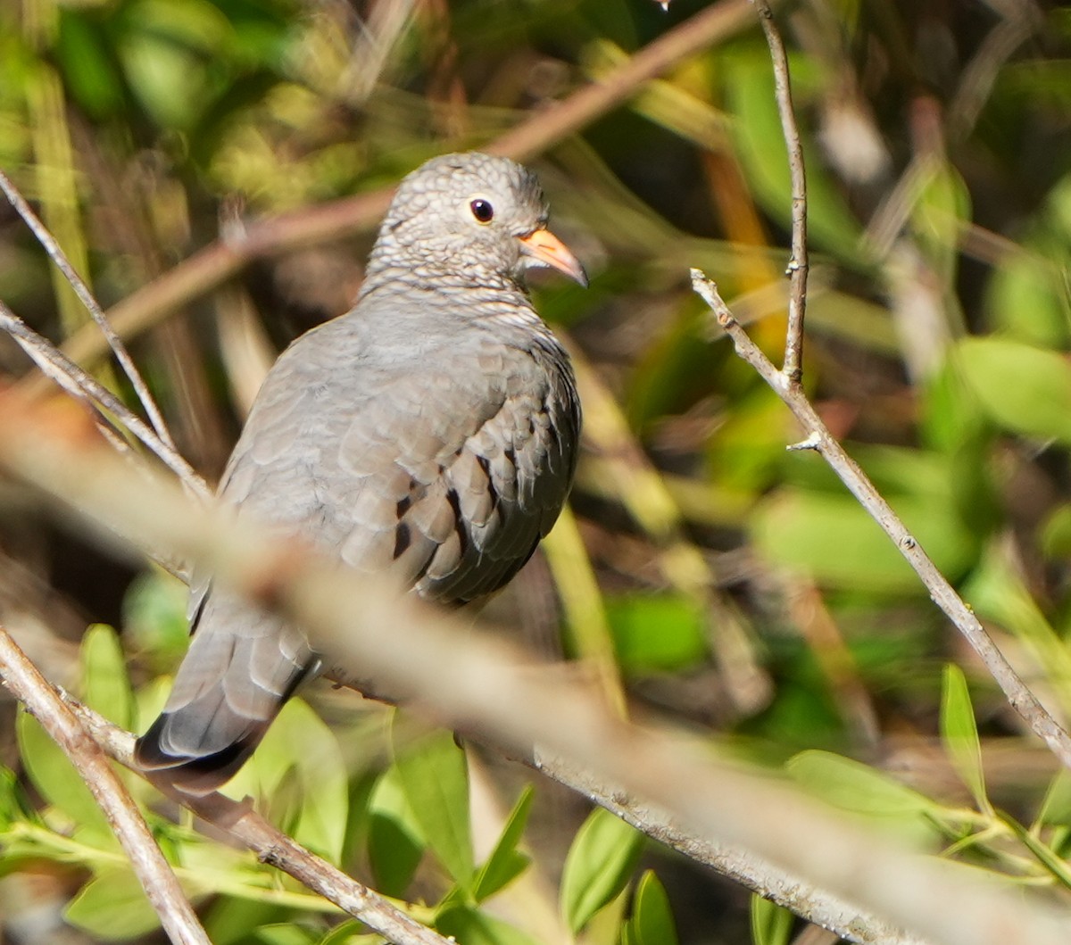 Common Ground Dove - ML644475024