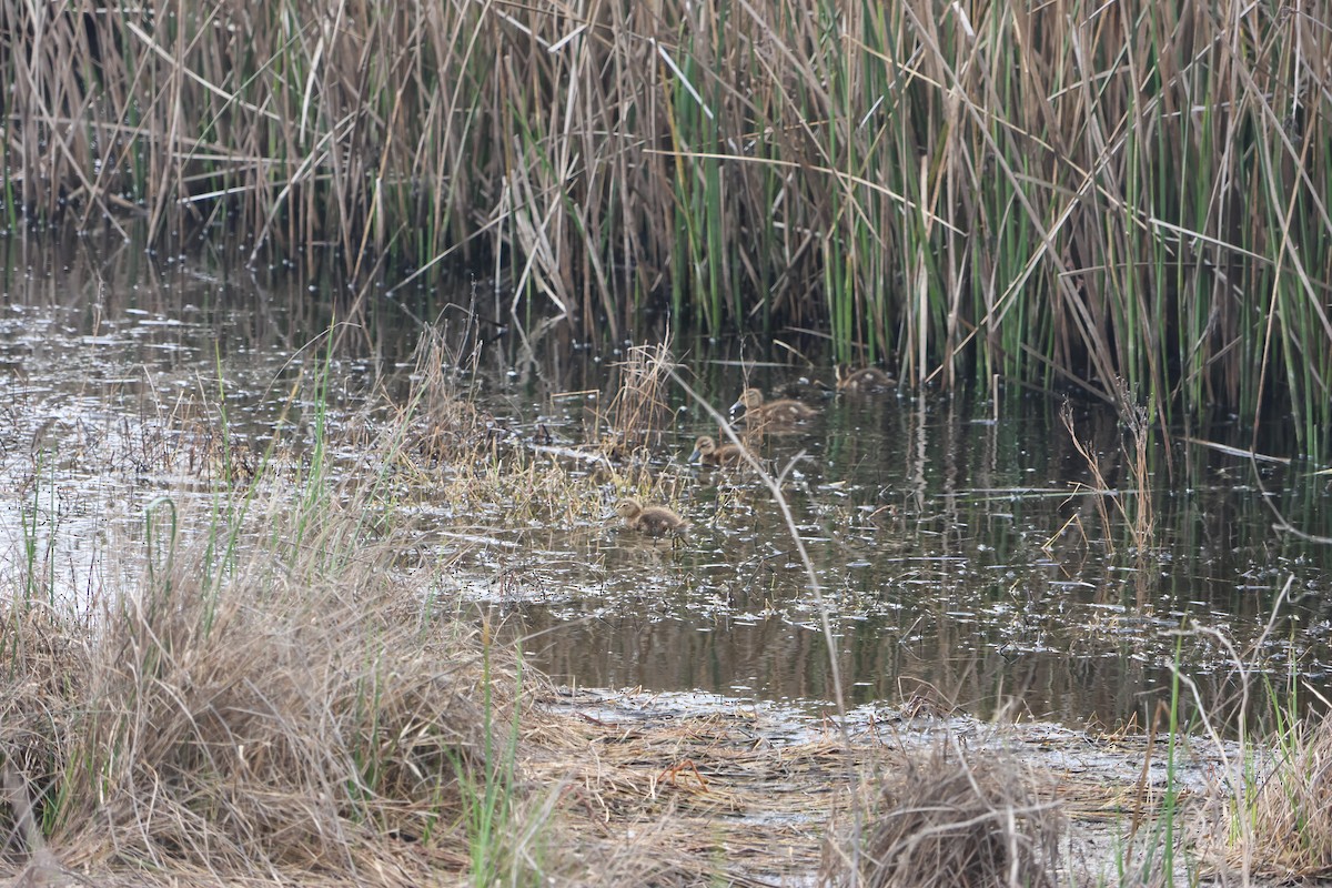 Sarcelle tachetée - ML644475031