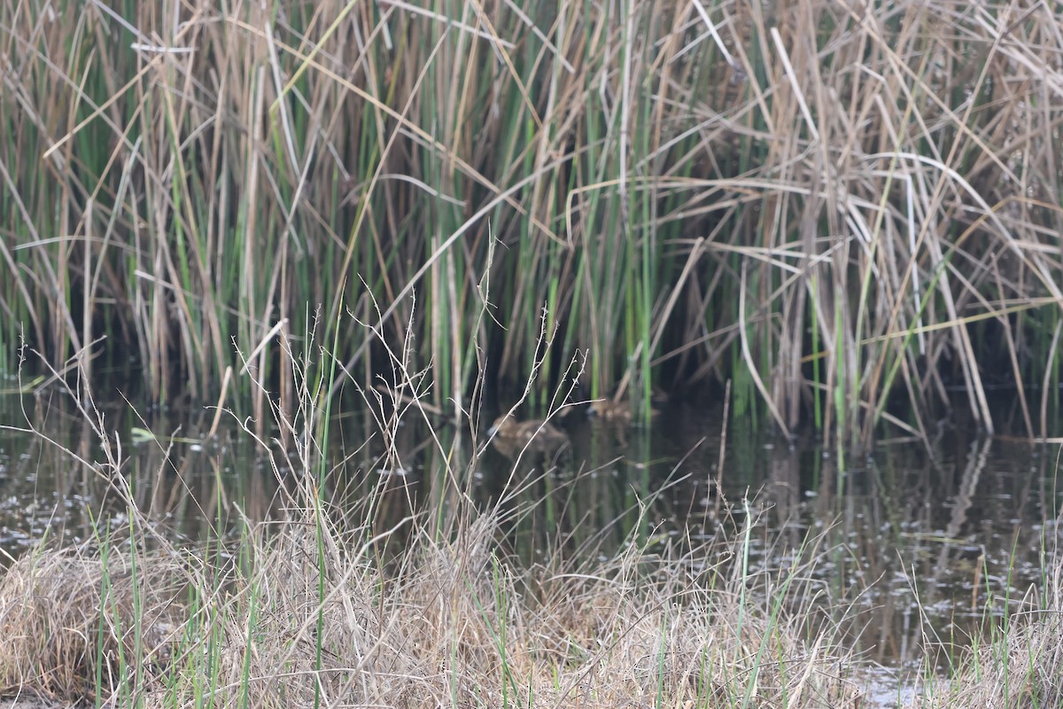 Sarcelle tachetée - ML644475032