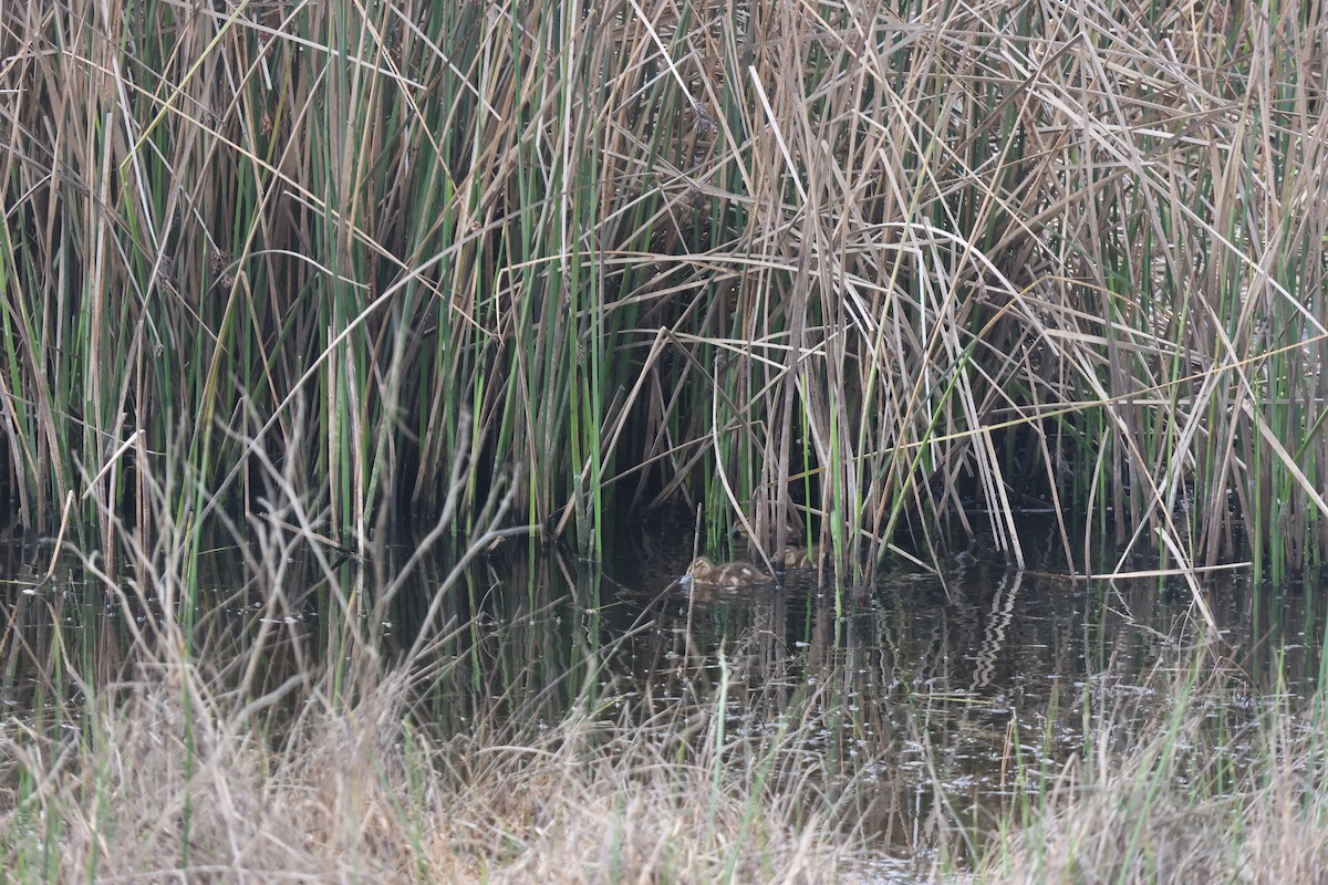 Sarcelle tachetée - ML644475033