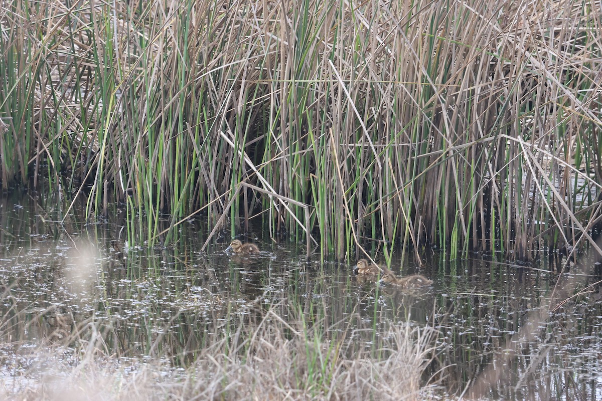 Sarcelle tachetée - ML644475034