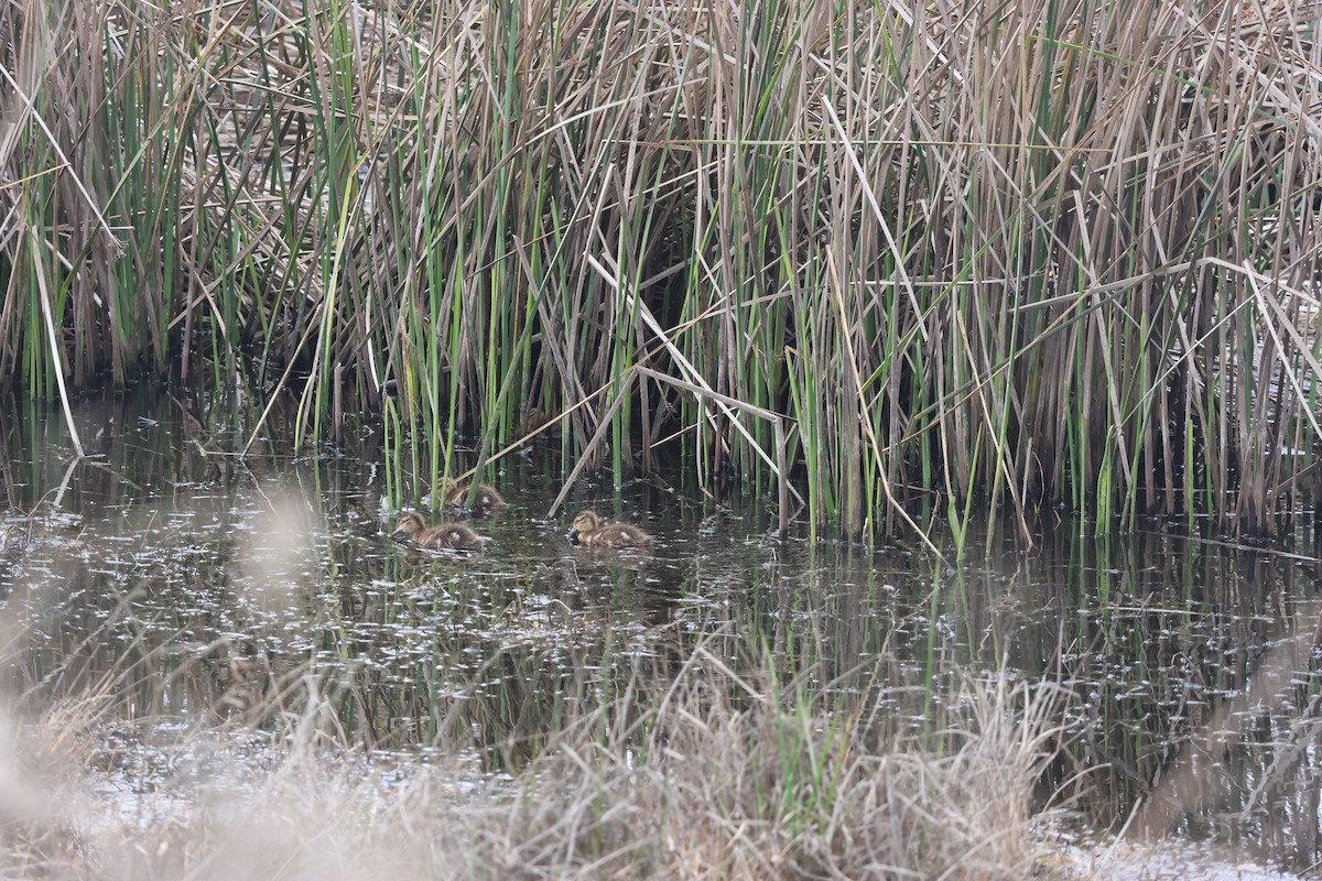 Sarcelle tachetée - ML644475036