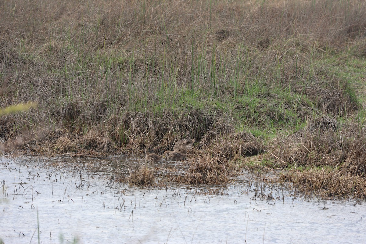 Sarcelle tachetée - ML644475037