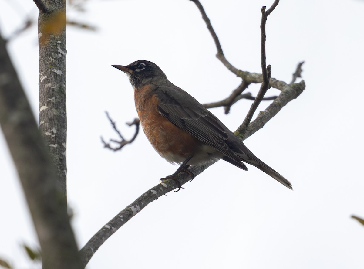 American Robin - ML644475043