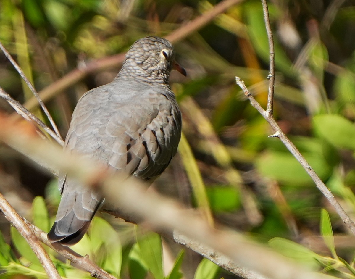 Common Ground Dove - ML644475045