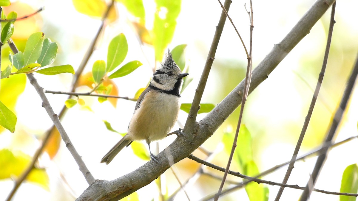 Хохлатая синица - ML644475049