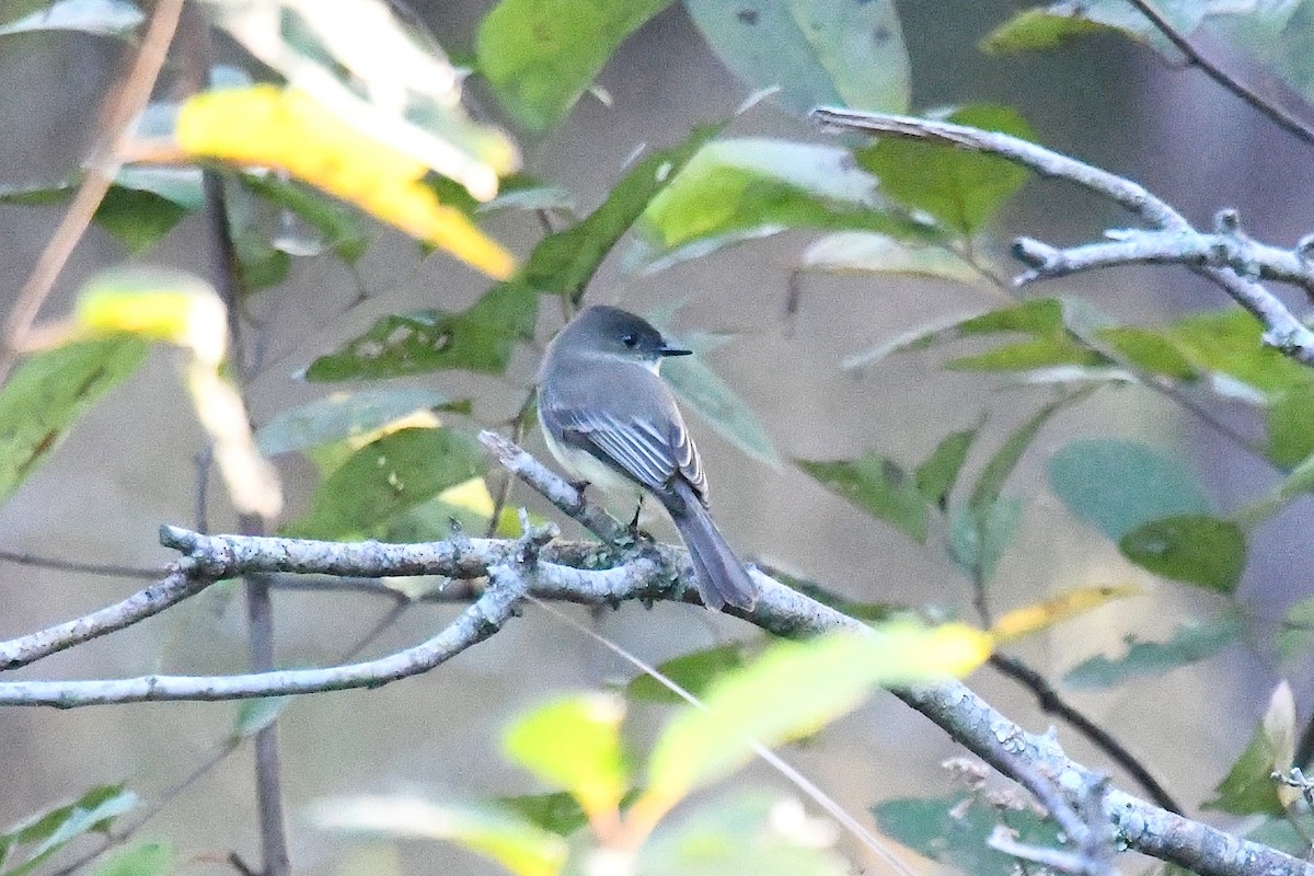 Eastern Phoebe - ML644475050