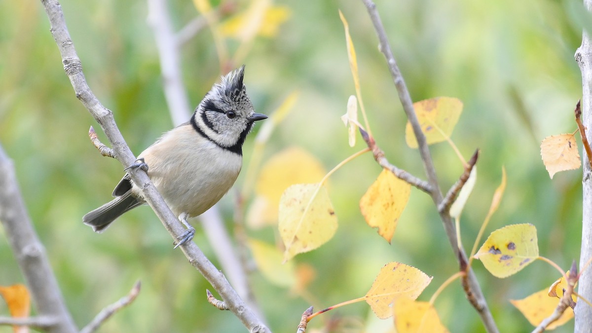 Хохлатая синица - ML644475051