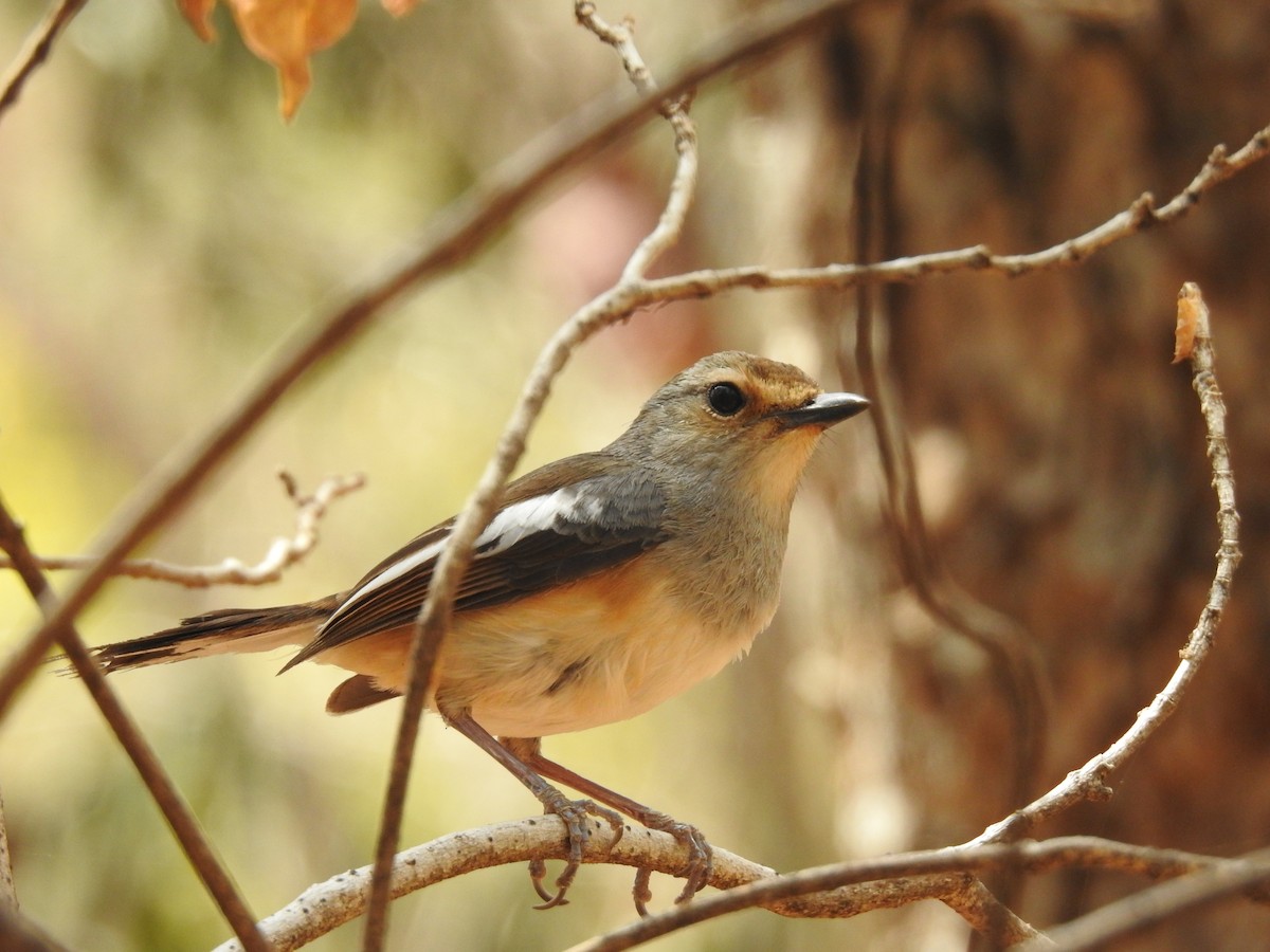 Мадагаскарский шама - ML644475052