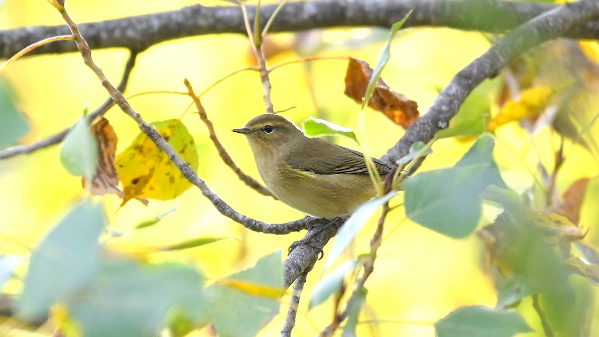 Пеночка-теньковка - ML644475056