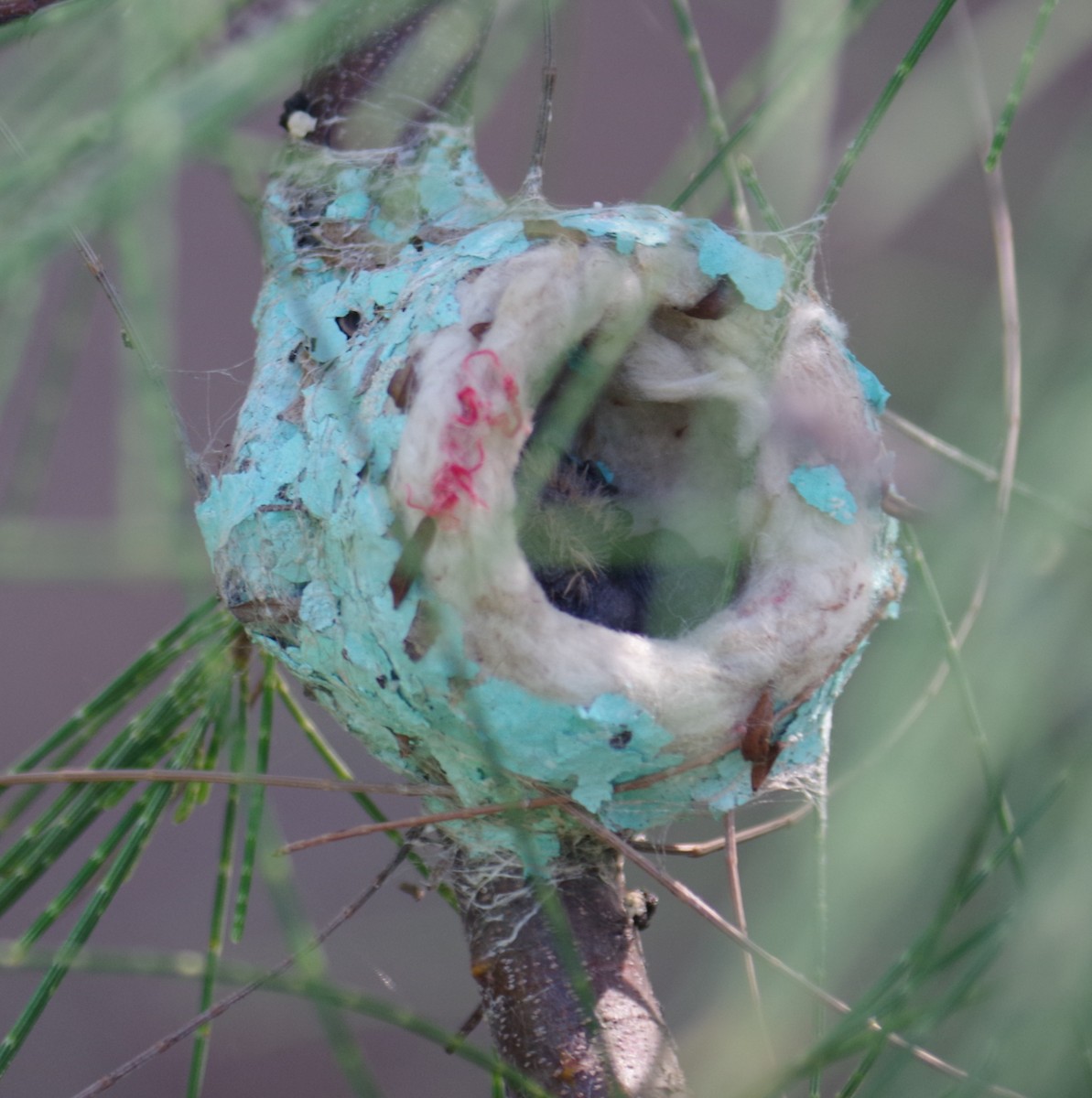 Багамский эльф - ML644475058