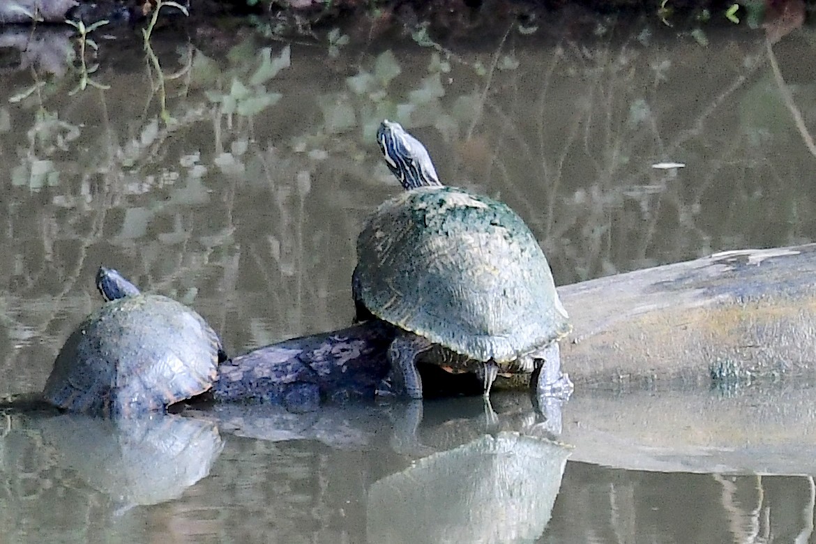 Texas Cooter - ML644475061
