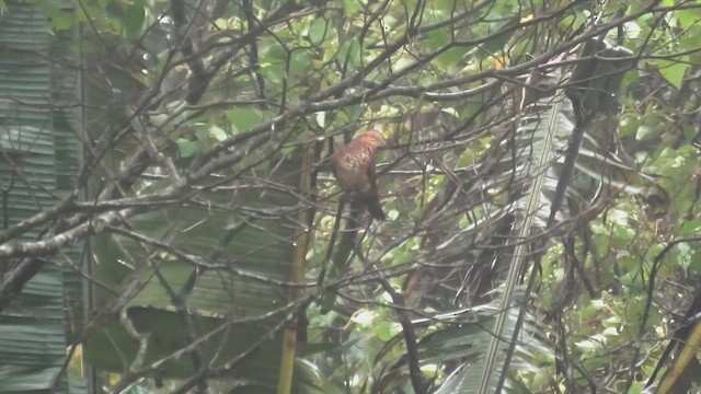 Little Cuckoo-Dove - ML644475063