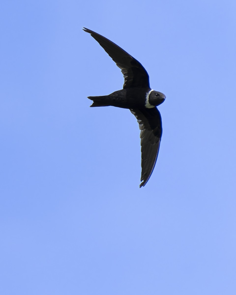 White-collared Swift - ML644475064